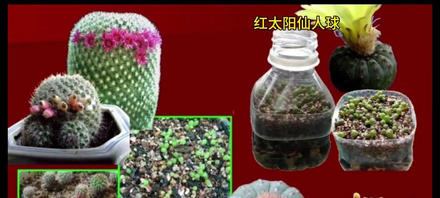 太阳神植物的养殖技巧有哪些？如何保持其健康？