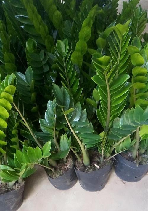 太阳神植物的养殖技巧有哪些？如何保持其健康？