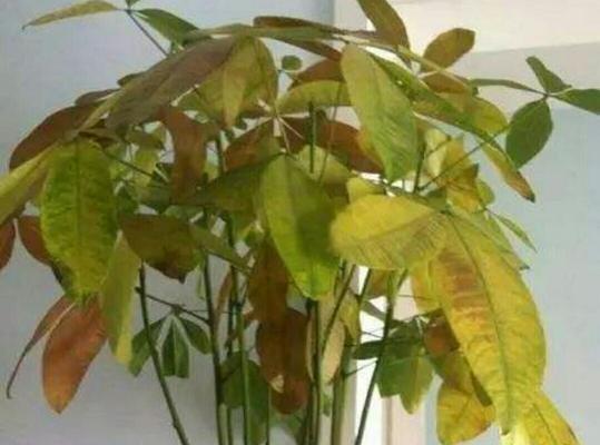 盆景树叶子发黄怎么办？找出原因并解决的方法？