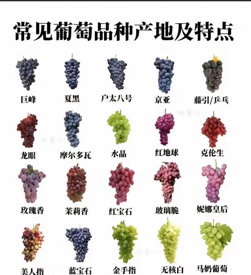 盆栽葡萄产量低是什么原因？如何提高葡萄的挂果量？
