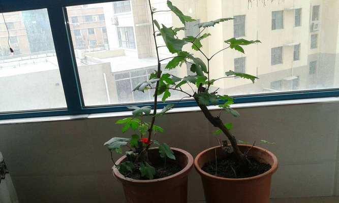 盆栽葡萄产量低是什么原因？如何提高葡萄的挂果量？
