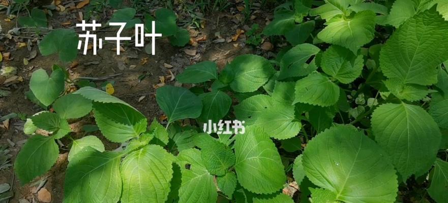 夏天桔树掉叶是什么原因？如何防止这种情况发生？
