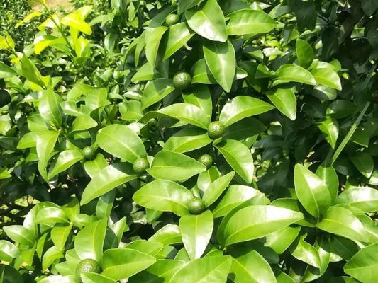 夏天桔树掉叶是什么原因？如何防止这种情况发生？