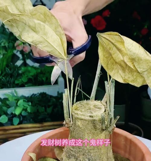 发财树剪枝后不发芽怎么办？如何促进发芽？