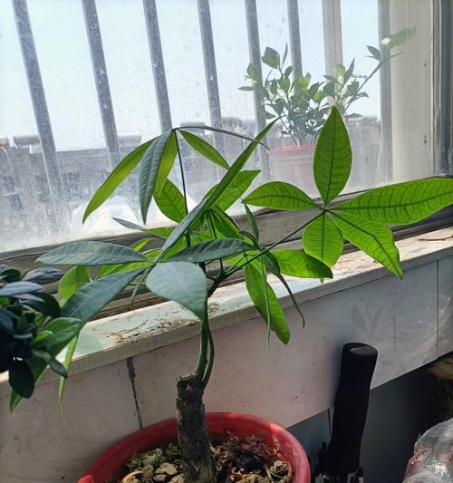 发财树剪枝后不发芽怎么办？如何促进发芽？