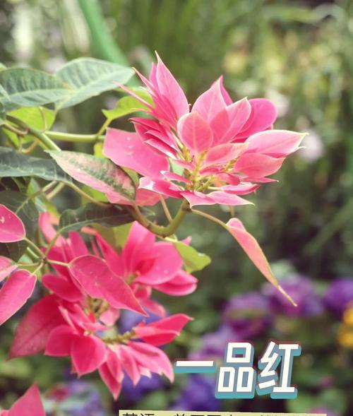 一品红修剪的最佳时机是什么时候？一品红修剪的方法是什么？