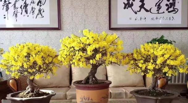 迎春花扦插的正确时间是什么时候？
