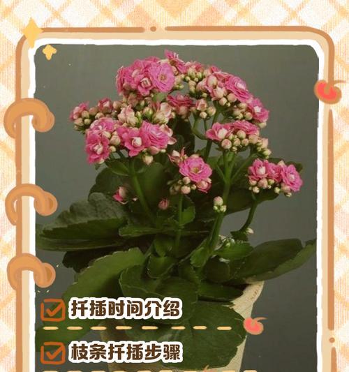 迎春花扦插的正确时间是什么时候？