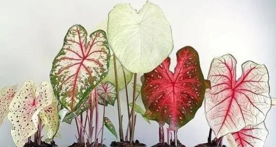 研曹花叶在园艺中有哪些用途？如何正确使用？