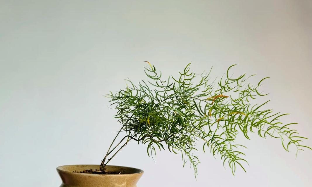 天门冬种植需要注意什么？