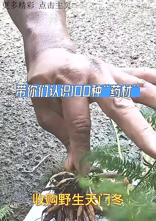 天门冬种植需要注意什么？