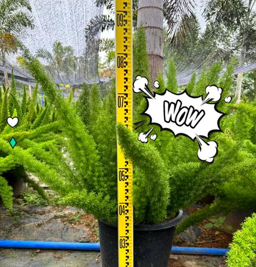 天门冬种植需要注意什么？