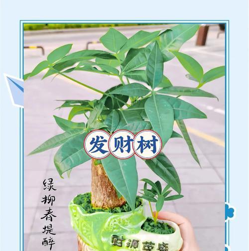 大树萝的养护要点是什么？如何避免常见问题？