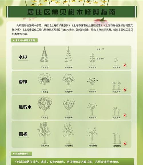 大树萝的养护要点是什么？如何避免常见问题？