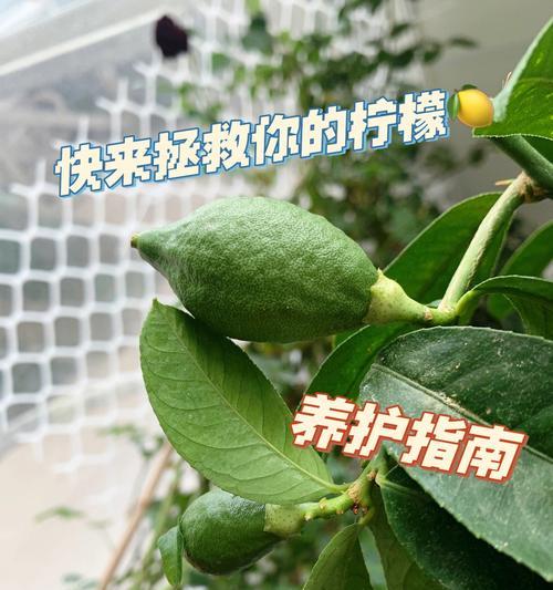 大树萝的养护要点是什么？如何避免常见问题？