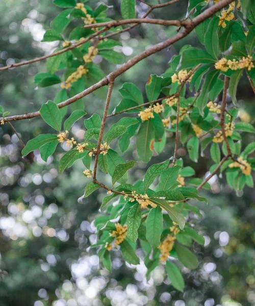 桂花通常在什么时候开花？