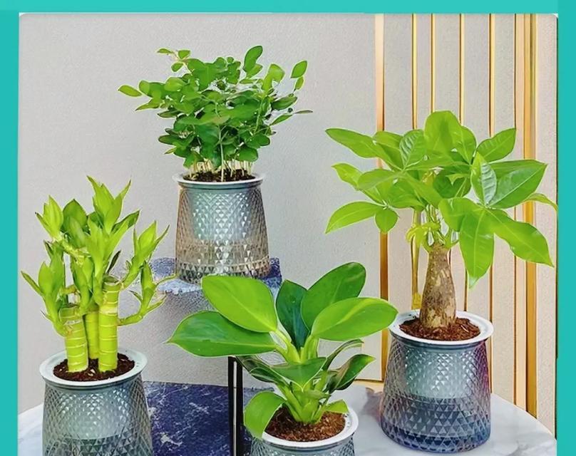 九里香水培的技巧有哪些？如何成功水培？