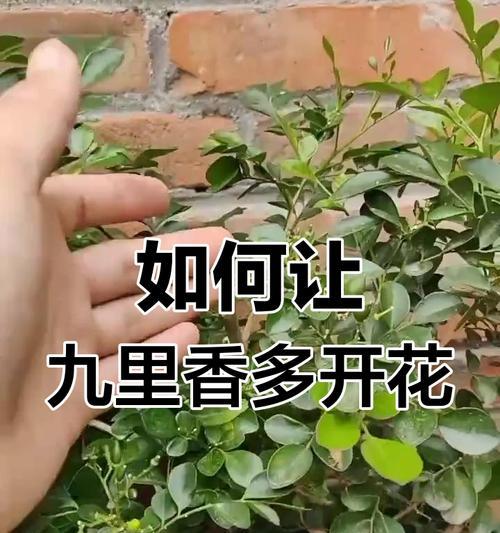 九里香水培的技巧有哪些？如何成功水培？