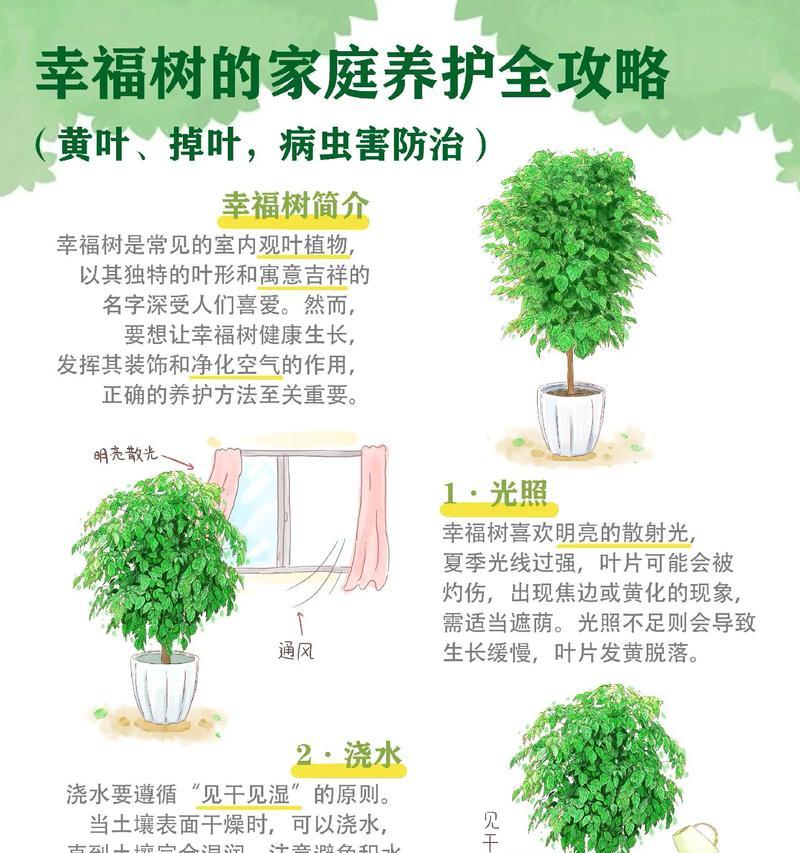 幸福树施肥有什么技巧？使用什么肥料最合适？