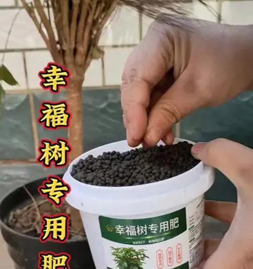 幸福树施肥有什么技巧？使用什么肥料最合适？
