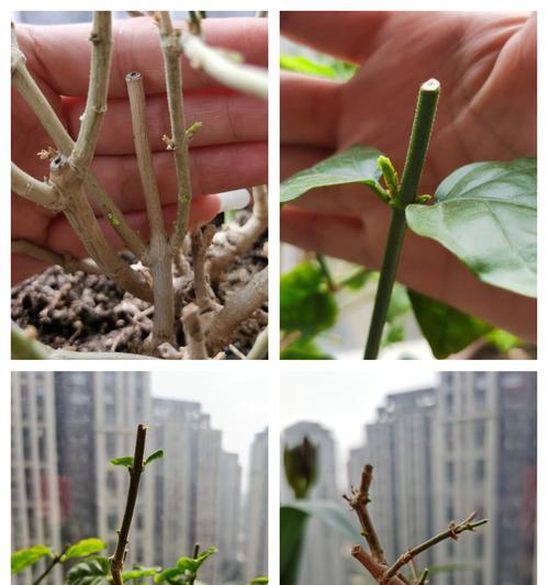 双色茉莉怎么修剪？双色茉莉修剪的最佳时期和方法是什么？