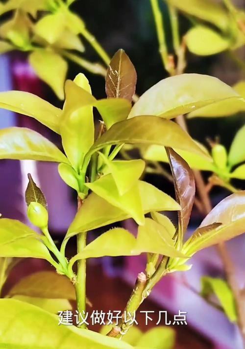 双色茉莉怎么修剪？双色茉莉修剪的最佳时期和方法是什么？
