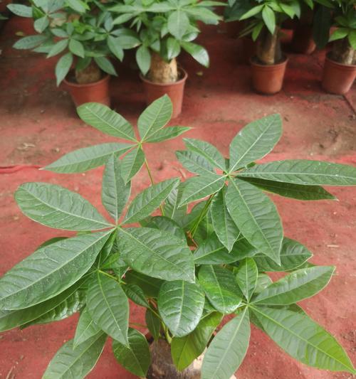 室内植物盆栽的选择和养护技巧是什么？