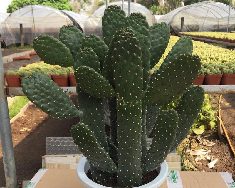 室内植物盆栽的选择和养护技巧是什么？