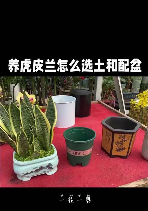 室内植物盆栽的选择和养护技巧是什么？