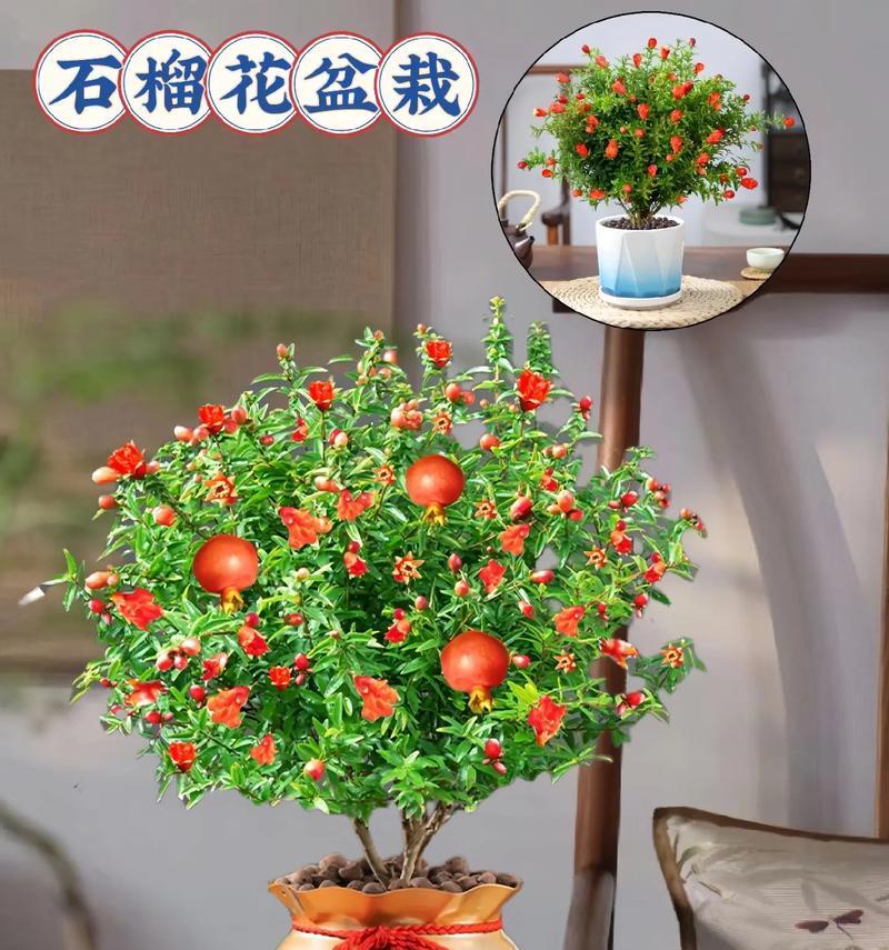 石榴花的花朵有何特别之处？它们象征着什么？