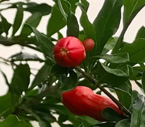 石榴花的花朵有何特别之处？它们象征着什么？