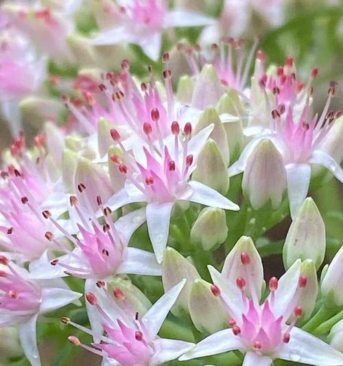 燕子掌适合搭配哪种花盆？如何选择美观又实用的花盆？