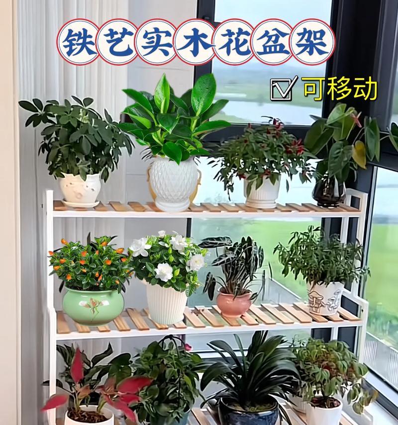 燕子掌适合搭配哪种花盆？如何选择美观又实用的花盆？