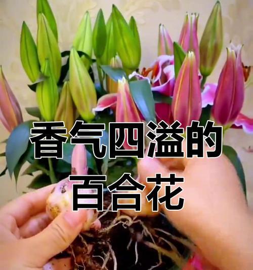 盆栽香水百合的养殖方法和注意事项？