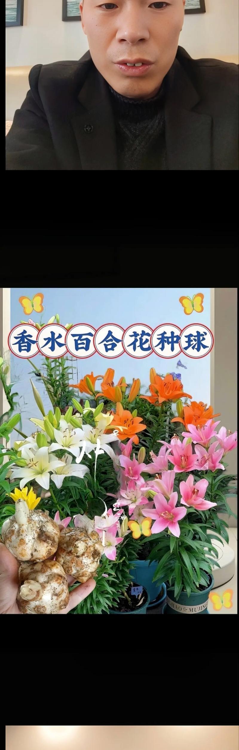 盆栽香水百合的养殖方法和注意事项？