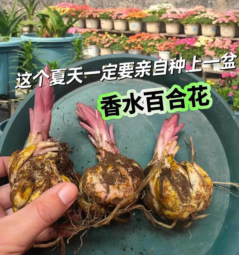 盆栽香水百合的养殖方法和注意事项？