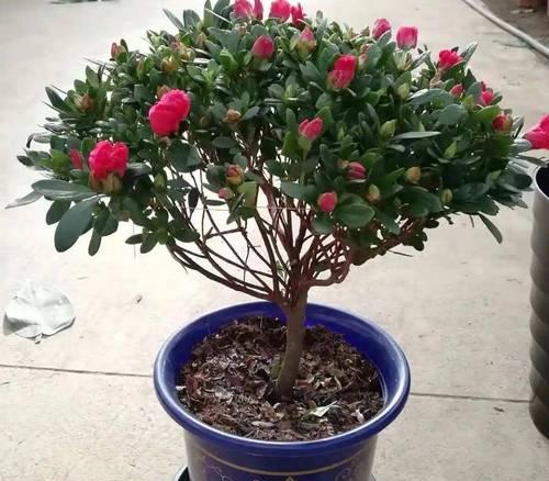 什么是杜鹃花？杜鹃花的养护要点是什么？