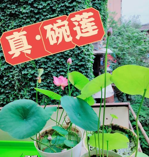 碗莲种植有哪些步骤？需要注意什么？