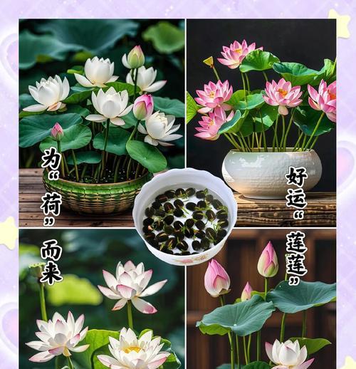 碗莲种植有哪些步骤？需要注意什么？