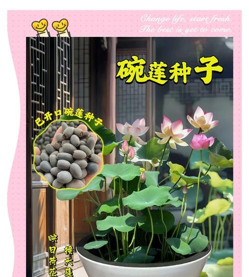 碗莲种植有哪些步骤？需要注意什么？