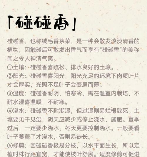 碰碰香修剪的最佳方法是什么？怎样修剪才能保持美观？