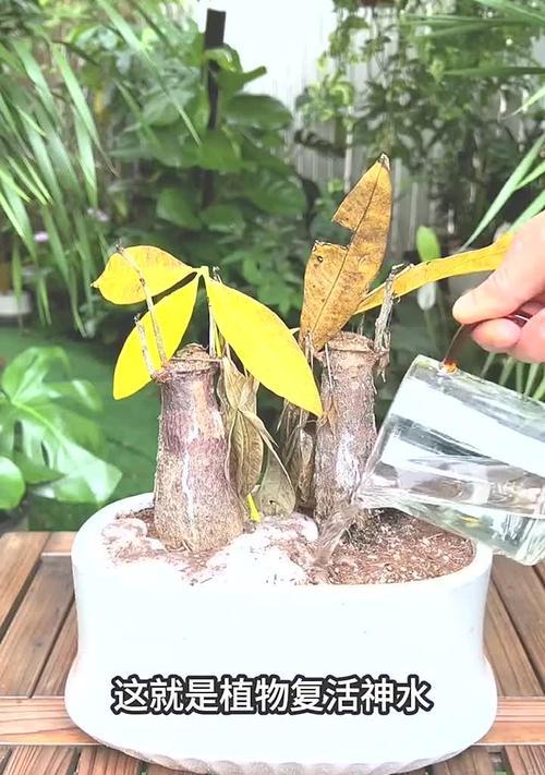 发财树茎杆软化是什么原因？如何处理发财树茎杆软化问题？