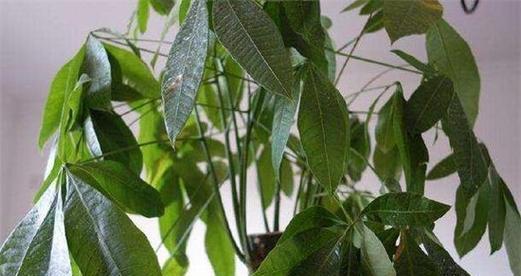 发财树茎杆软化是什么原因？如何处理发财树茎杆软化问题？