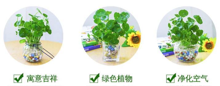 铜钱草分盆的最佳时机和方法是什么？分盆后如何管理？