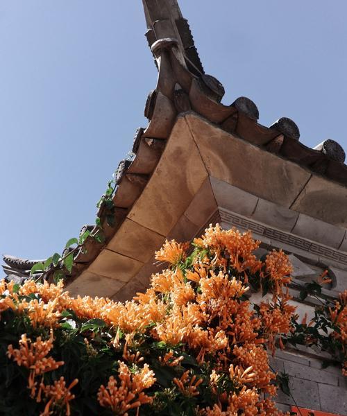 大理市花是什么？它有什么特别之处？