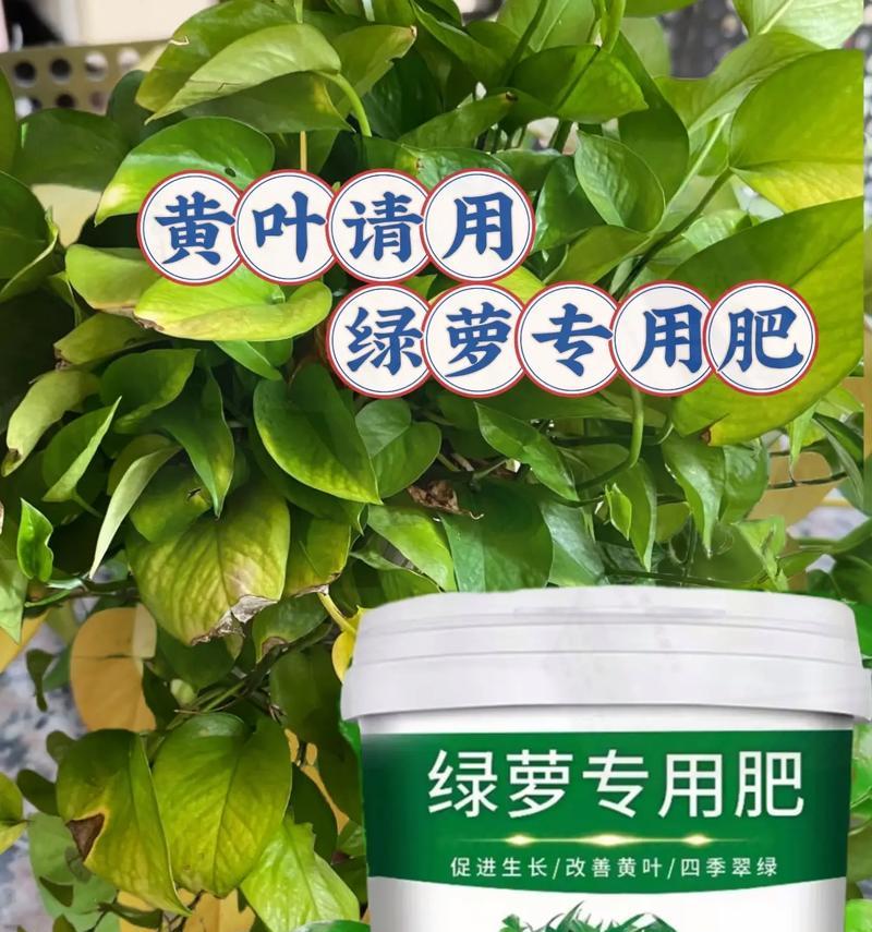 绿萝叶子发黄是什么原因？如何解决绿萝黄叶问题？