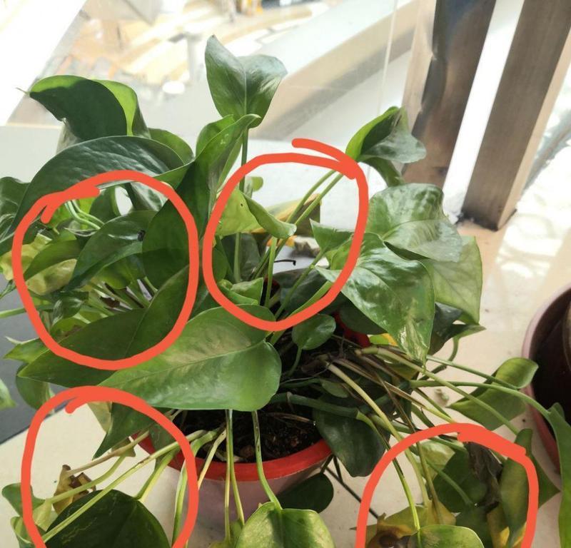 绿萝叶子发黄是什么原因？如何解决绿萝黄叶问题？
