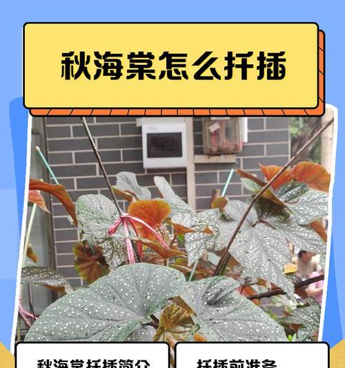 海棠花怎么扦插才能长得快？需要注意什么？