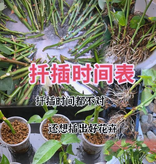 海棠花怎么扦插才能长得快？需要注意什么？