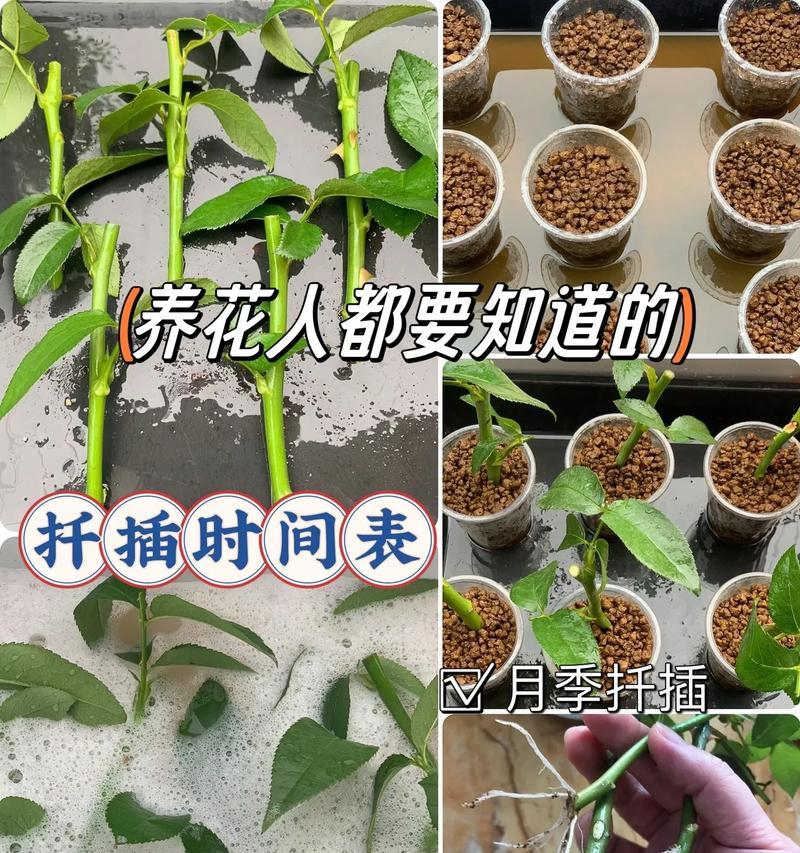 海棠花怎么扦插才能长得快？需要注意什么？